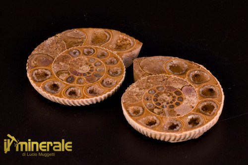 FS1146-1_fossili_collezione_arredamento_molluschi_ammoniti_perisphinctes_madagascar