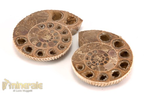 FS1146-2_fossili_collezione_arredamento_molluschi_ammoniti_perisphinctes_madagascar