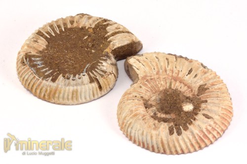 FS1146-3_fossili_collezione_arredamento_molluschi_ammoniti_perisphinctes_madagascar