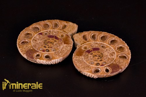 FS1147-1_fossili_collezione_arredamento_molluschi_ammoniti_perisphinctes_madagascar