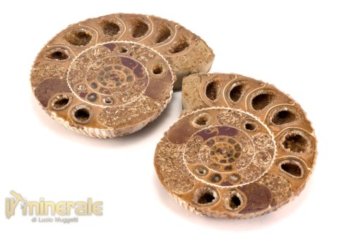 FS1147-2_fossili_collezione_arredamento_molluschi_ammoniti_perisphinctes_madagascar