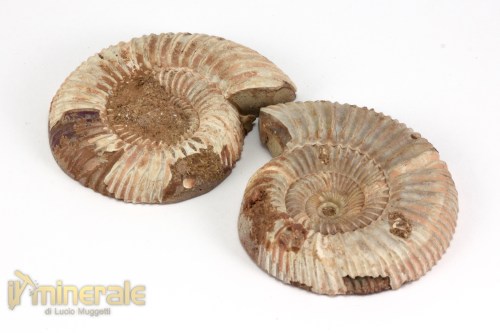 FS1147-3_fossili_collezione_arredamento_molluschi_ammoniti_perisphinctes_madagascar