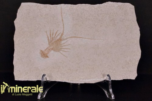 FS1148-1_fossili_collezione_crostacei_aragosta_palinurina_solnhofen3