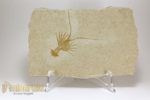 FS1148-2_fossili_collezione_crostacei_aragosta_palinurina_solnhofen
