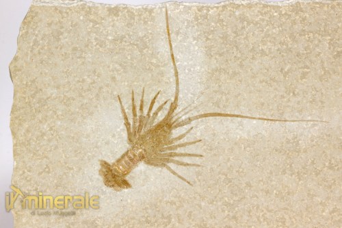 FS1148-3_fossili_collezione_crostacei_aragosta_palinurina_solnhofen