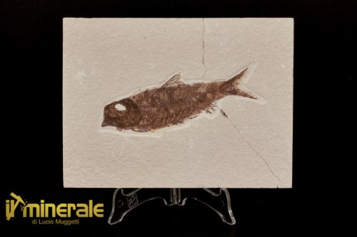FS1150-1_fossili_collezione_vertebrati_pesci_knigthia_wyoming