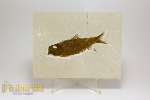 FS1150-2_fossili_collezione_vertebrati_pesci_knigthia_wyoming