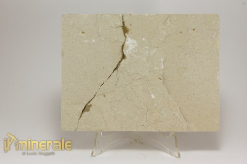 FS1150-3_fossili_collezione_vertebrati_pesci_knigthia_wyoming