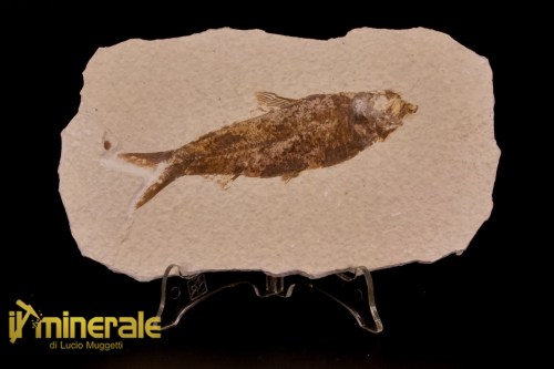 FS1151-1_fossili_collezione_vertebrati_pesci_knigthia_wyoming