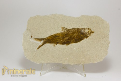 FS1151-2_fossili_collezione_vertebrati_pesci_knigthia_wyoming