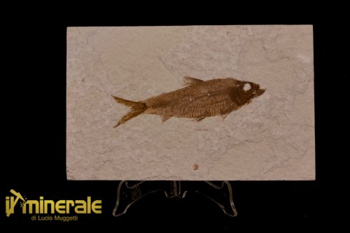 FS1153-1_fossili_collezione_vertebrati_pesci_knigthia_wyoming