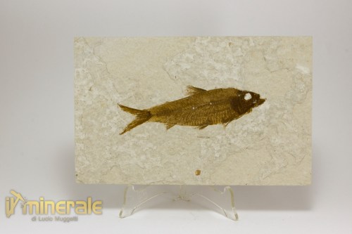 FS1153-2_fossili_collezione_vertebrati_pesci_knigthia_wyoming