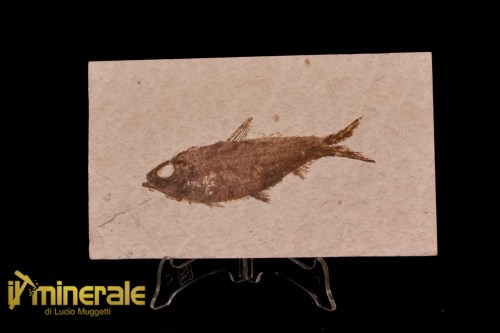 FS1154-1_fossili_collezione_vertebrati_pesci_knigthia_wyoming