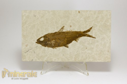 FS1154-2_fossili_collezione_vertebrati_pesci_knigthia_wyoming