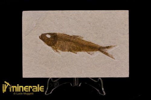 FS1155-1_fossili_collezione_vertebrati_pesci_knigthia_wyoming