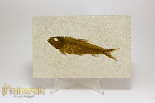 FS1155-2_fossili_collezione_vertebrati_pesci_knigthia_wyoming