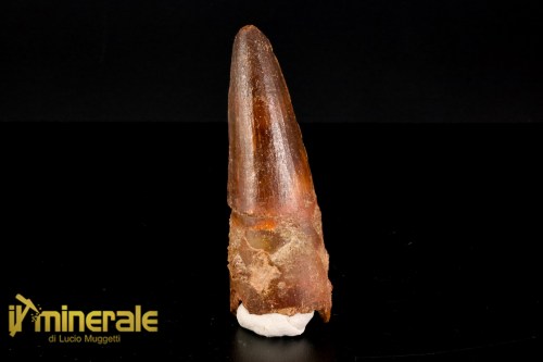 FS1157-1_fossili_collezione_dinosauri_denti_spinosauro_marocco