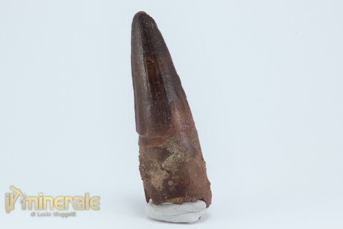 FS1157-2_fossili_collezione_dinosauri_denti_spinosauro_marocco