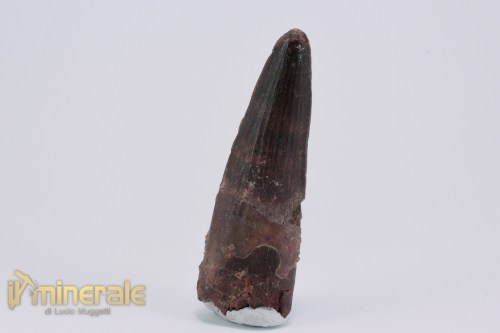 FS1157-3_fossili_collezione_dinosauri_denti_spinosauro_marocco