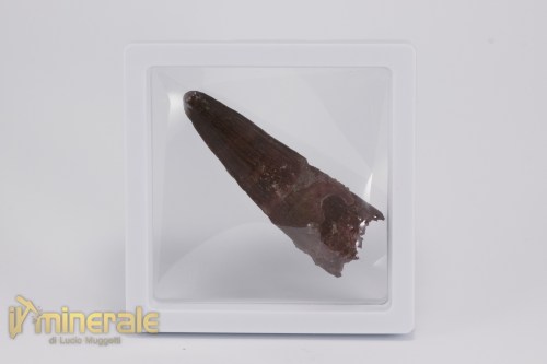 FS1157-4_fossili_collezione_dinosauri_denti_spinosauro_marocco