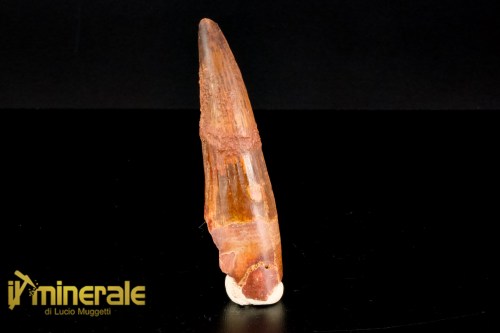 FS1159-1_fossili_collezione_dinosauri_denti_spinosauro_marocco