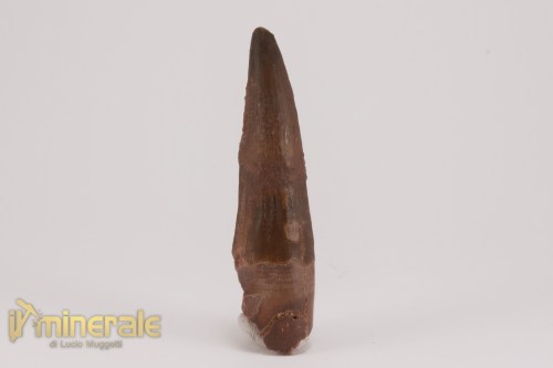 FS1159-2_fossili_collezione_dinosauri_denti_spinosauro_marocco