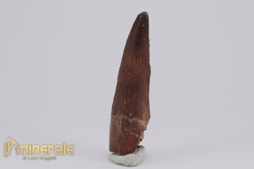 FS1159-3_fossili_collezione_dinosauri_denti_spinosauro_marocco