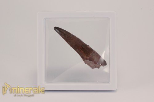 FS1159-4_fossili_collezione_dinosauri_denti_spinosauro_marocco