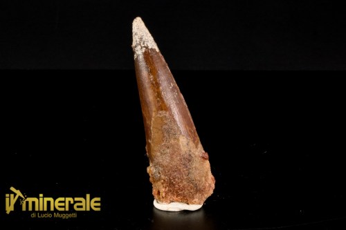 FS1162-1_fossili_collezione_dinosauri_denti_spinosauro_marocco