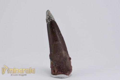 FS1162-2_fossili_collezione_dinosauri_denti_spinosauro_marocco
