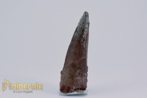 FS1162-3_fossili_collezione_dinosauri_denti_spinosauro_marocco