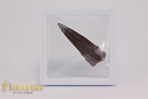 FS1162-4_fossili_collezione_dinosauri_denti_spinosauro_marocco