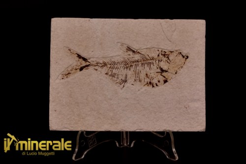 FS1167-1_fossili_collezione_vertebrati_pesci_diplomistus_wyoming