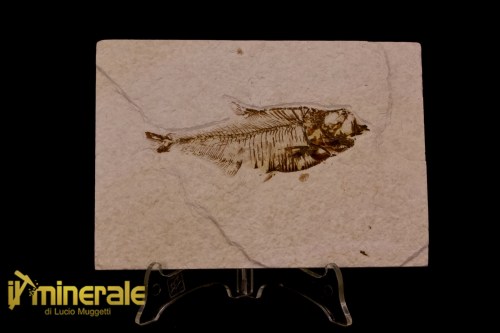 FS1168-1_fossili_collezione_vertebrati_pesci_diplomistus_wyoming