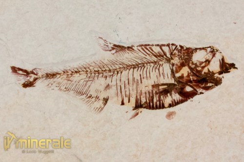 FS1168-3_fossili_collezione_vertebrati_pesci_diplomistus_wyoming
