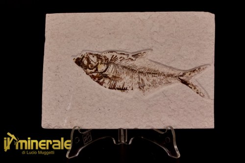FS1170-1_fossili_collezione_vertebrati_pesci_diplomistus_wyoming
