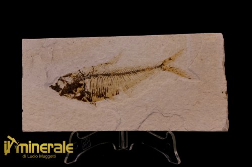 FS1171-1_fossili_collezione_vertebrati_pesci_diplomistus_wyoming
