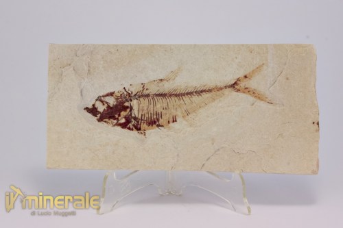 FS1171-2_fossili_collezione_vertebrati_pesci_diplomistus_wyoming