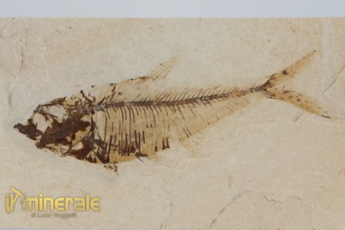 FS1171-3_fossili_collezione_vertebrati_pesci_diplomistus_wyoming