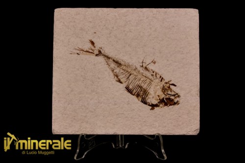 FS1172-1_fossili_collezione_vertebrati_pesci_diplomistus_wyoming