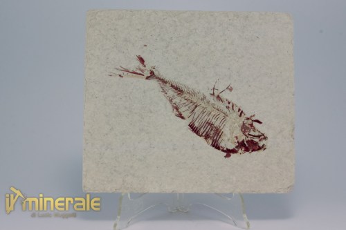FS1172-2_fossili_collezione_vertebrati_pesci_diplomistus_wyoming