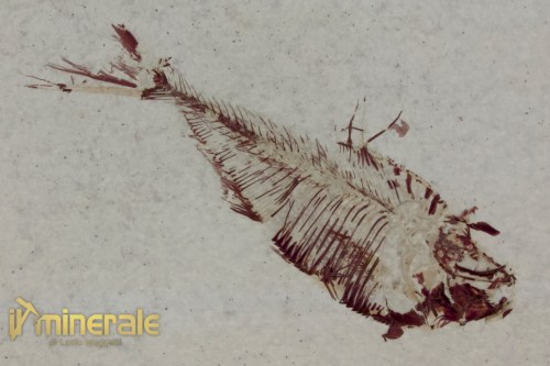 FS1172-3_fossili_collezione_vertebrati_pesci_diplomistus_wyoming