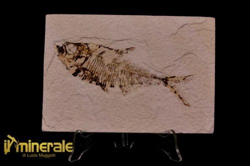 FS1173-1_fossili_collezione_vertebrati_pesci_diplomistus_wyoming