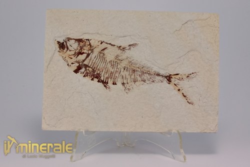 FS1173-2_fossili_collezione_vertebrati_pesci_diplomistus_wyoming