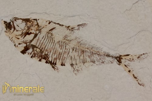 FS1173-3_fossili_collezione_vertebrati_pesci_diplomistus_wyoming