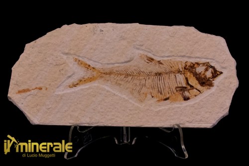FS1174-1_fossili_collezione_vertebrati_pesci_diplomistus_wyoming