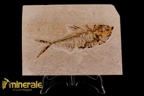 FS1175-1_fossili_collezione_vertebrati_pesci_diplomistus_wyoming