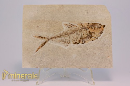 FS1175-2_fossili_collezione_vertebrati_pesci_diplomistus_wyoming
