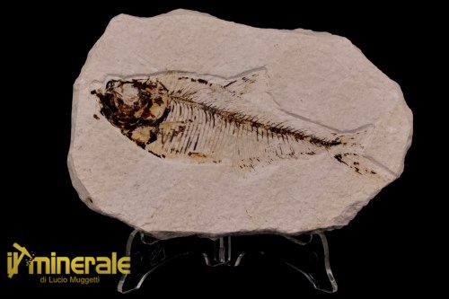 FS1176-1_fossili_collezione_vertebrati_pesci_diplomistus_wyoming