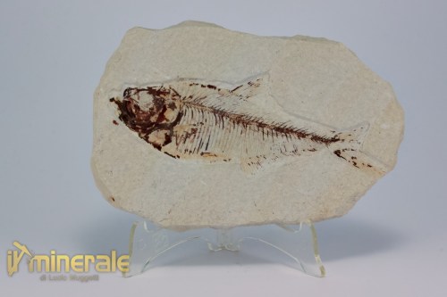 FS1176-2_fossili_collezione_vertebrati_pesci_diplomistus_wyoming